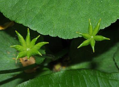 Caltha_palustris_fruits.jpg