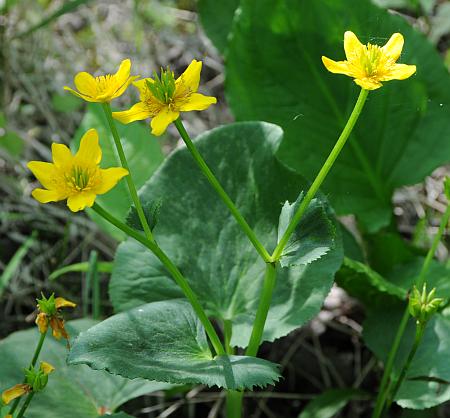 Caltha_palustris_inflorescence.jpg