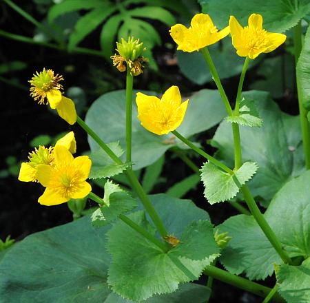 Caltha_palustris_inflorescence2.jpg