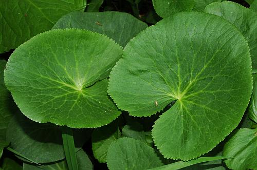 Caltha_palustris_leaf1.jpg