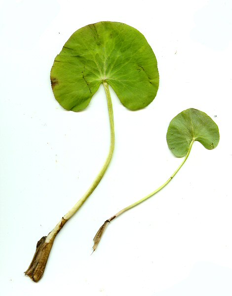 Caltha_palustris_leaves.jpg