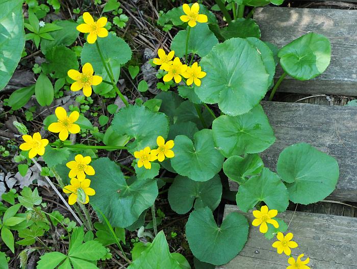 Caltha_palustris_plant2.jpg