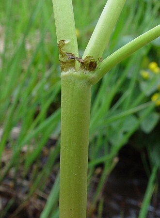 Caltha_palustris_stem.jpg