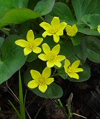 Caltha palustris thumbnail