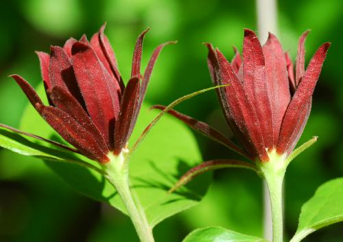 Calycanthus_floridus_flower2.jpg