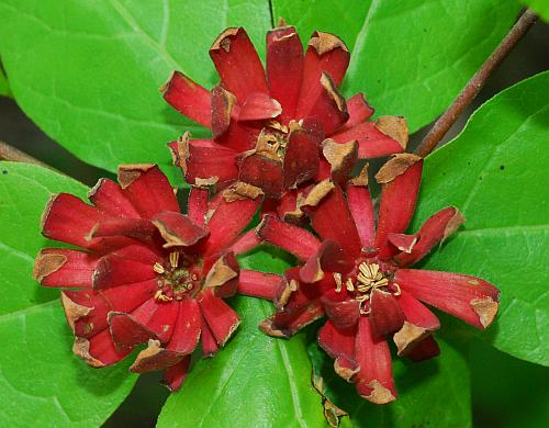 Calycanthus_floridus_flower3.jpg