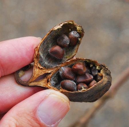 Calycanthus_floridus_fruit.jpg