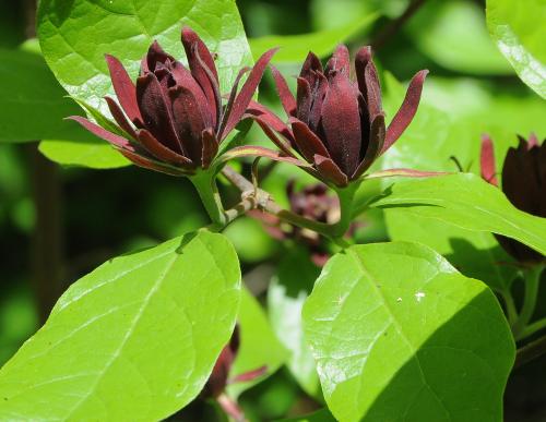 Calycanthus_floridus_inflorescence.jpg