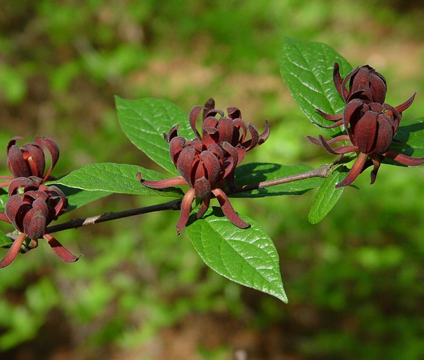 Calycanthus_floridus_plant.jpg