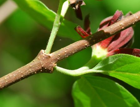 Calycanthus_floridus_stem2.jpg