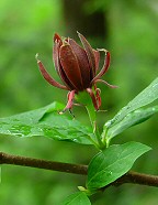 Calycanthus floridus thumbnail