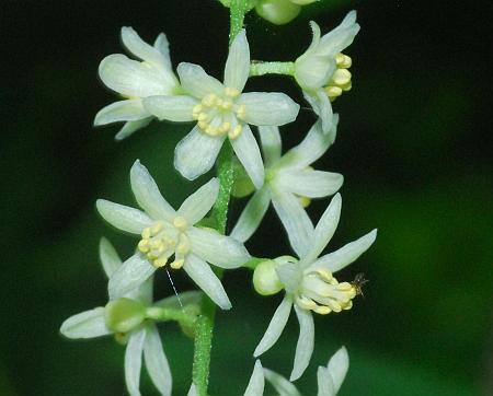 Calycocarpum_lyonii_flowers.jpg