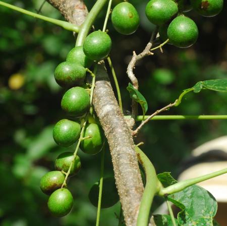 Calycocarpum_lyonii_fruits.jpg