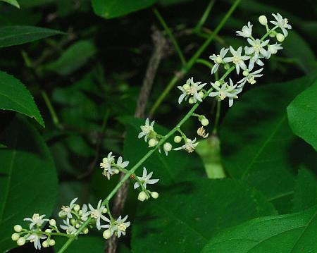 Calycocarpum_lyonii_inflorescence.jpg