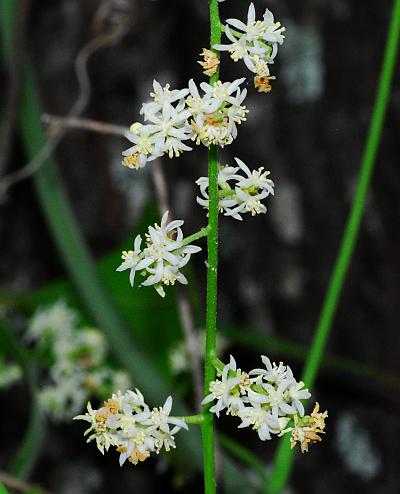 Calycocarpum_lyonii_inflorescence2.jpg