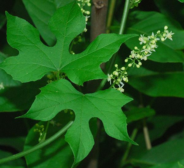 Calycocarpum_lyonii_plant.jpg