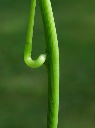 Calycocarpum_lyonii_stem.jpg