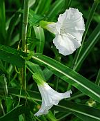 Calystegia sepium thumbnail