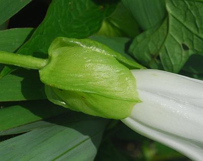 Calystegia_silvatica_bract.jpg