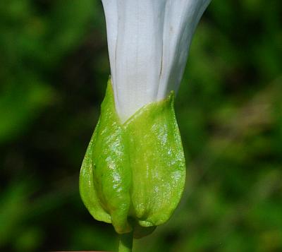 Calystegia_silvatica_bracts.jpg