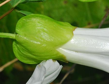 Calystegia_silvatica_bracts2.jpg