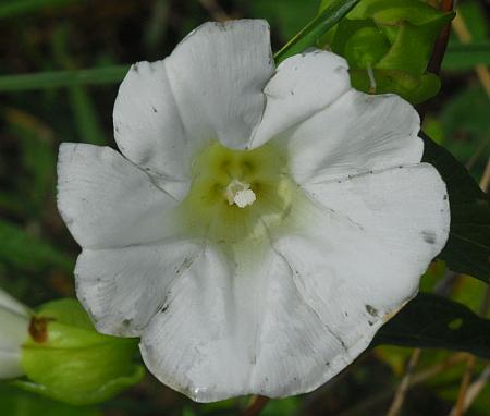 Calystegia_silvatica_corolla.jpg