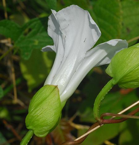 Calystegia_silvatica_flower.jpg