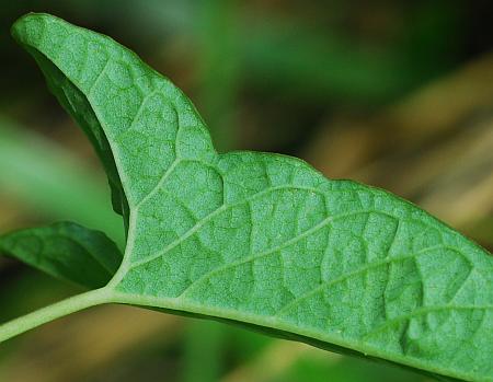 Calystegia_silvatica_leaf2.jpg