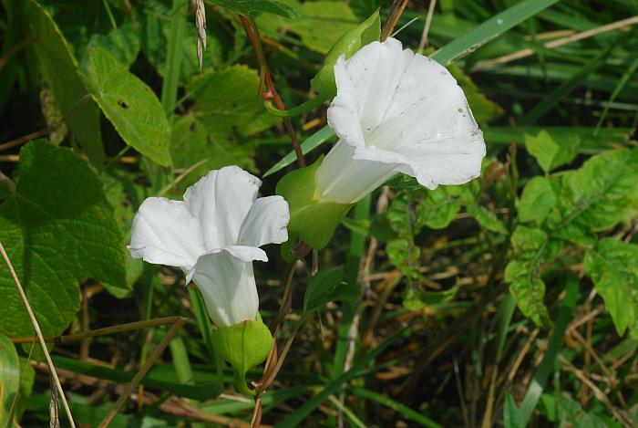 Calystegia_silvatica_plant.jpg