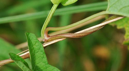 Calystegia_silvatica_stem.jpg