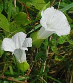 Calystegia silvatica thumbnail