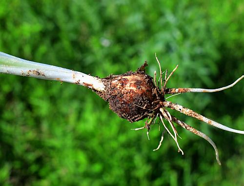 Camassia_angusta_bulb.jpg