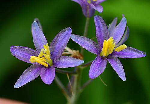 Camassia_angusta_corollas.jpg