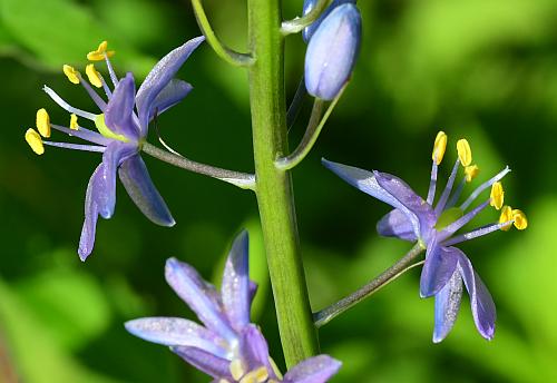 Camassia_angusta_flowers.jpg