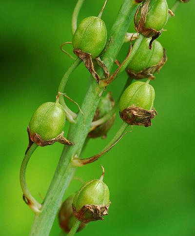 Camassia_angusta_fruits.jpg