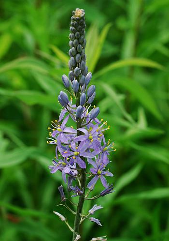 Camassia_angusta_inflorescence.jpg