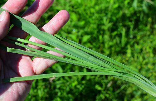 Camassia_angusta_leaves.jpg