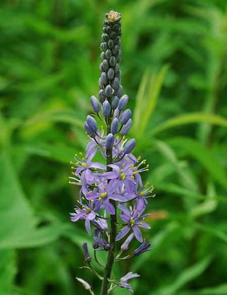 Camassia_angusta_plant.jpg