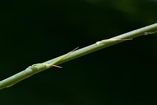 Camassia_angusta_stem.jpg