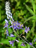 Camassia angusta thumbnail