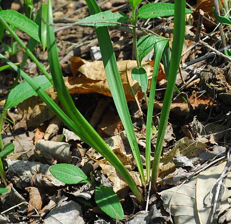 Camassia_scilloides_basals.jpg