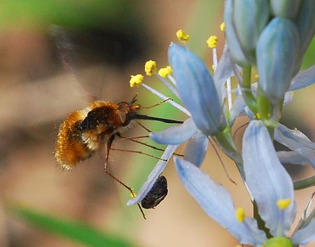 Camassia_scilloides_beefly.jpg