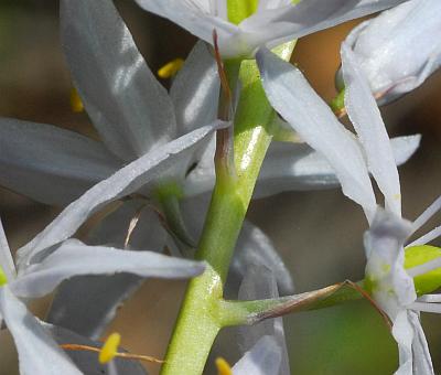 Camassia_scilloides_bracts.jpg