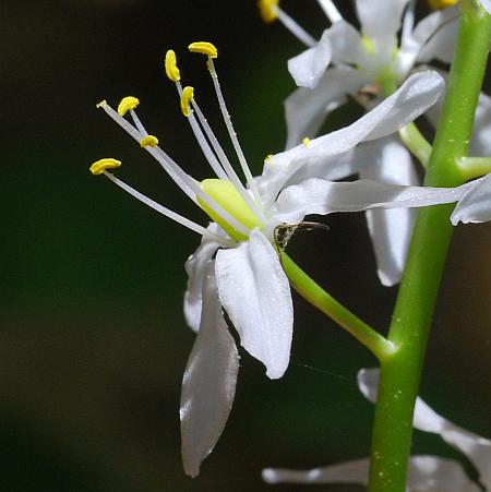 Camassia_scilloides_flower2.jpg