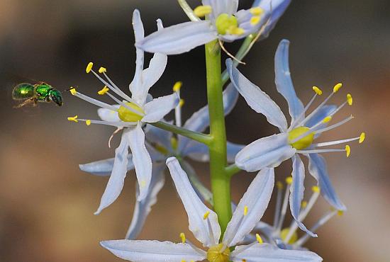 Camassia_scilloides_flowers.jpg