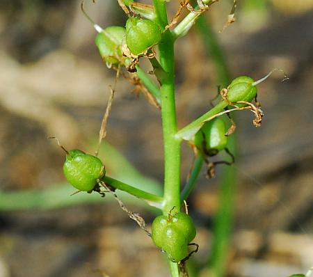 Camassia_scilloides_fruits.jpg