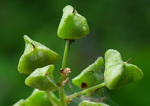 Camassia_scilloides_fruits2.jpg