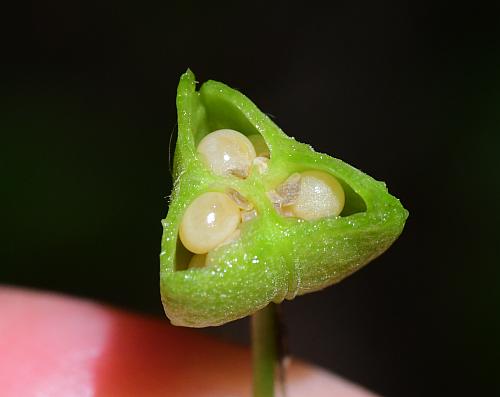 Camassia_scilloides_fruits3.jpg