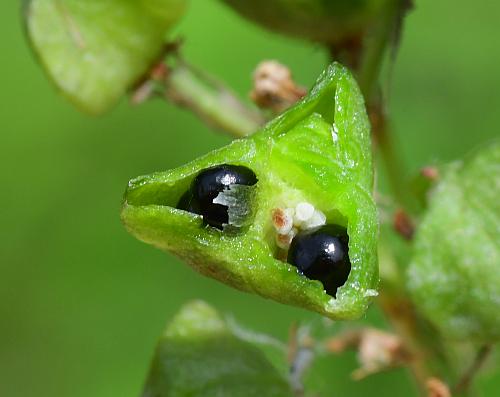 Camassia_scilloides_fruits4.jpg