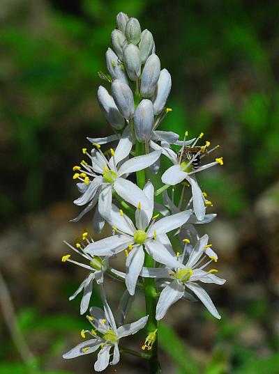 Camassia_scilloides_inflorescence2.jpg